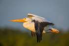 A white pelican flies across the sky. Art Print
